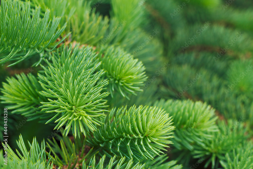 Close up of fir tree needles. Green Christmas tree with copy space. Textured holidays background. Close up of fir tree needles. Green Christmas tree with copy space. Textured holidays background.