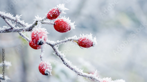 Frost-covered red rose hips on a bush with a blurred background