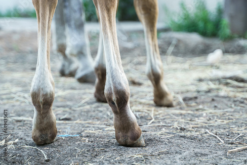 Foto Photo of foal legs close-up from behind