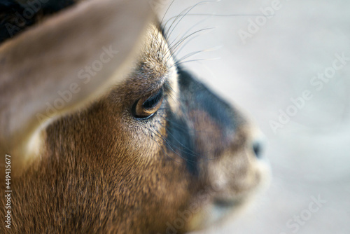 CCameroon goat close-up portrait