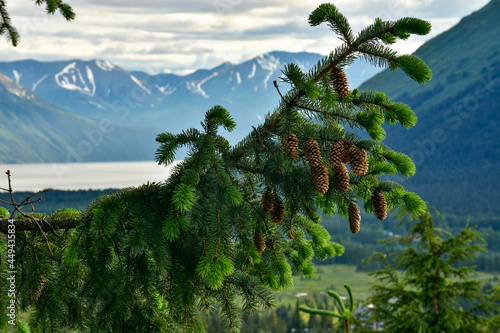 pine tree on the mountain