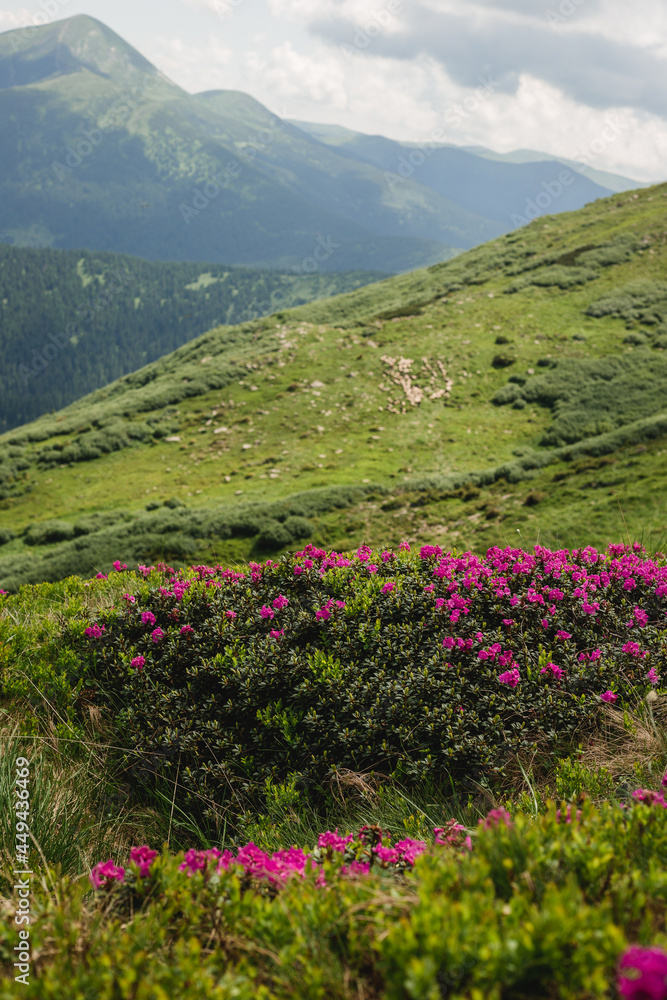 Pink rhododendron flowers on summer mountain. Carpathian mountains, Ukraine, Europe. Discover the beauty of earth. Tourism concept Pink rhododendron flowers on summer mountain. Carpathian mountains, Ukraine, Europe. Discover the beauty of earth. Tourism concept