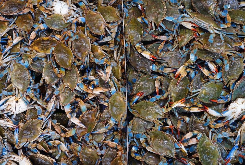 Fresh live crab at a seafood market in Washington, DC