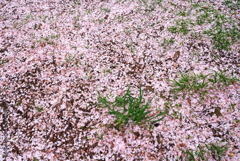 Pink cherry blossom petals covering the ground under sakura trees in the spring Pink cherry blossom petals covering the ground under sakura trees in the spring