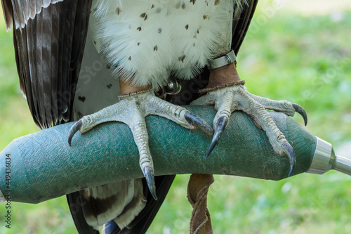 Detail on the claws of a fighting eagle on a pedestal. photo