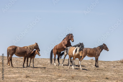 Fototapeta Naklejka Na Ścianę i Meble -  Wild Horses in the Utah Desert in Spring