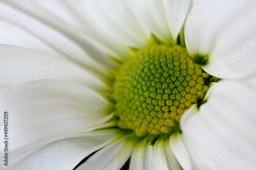 White Daisy Macro