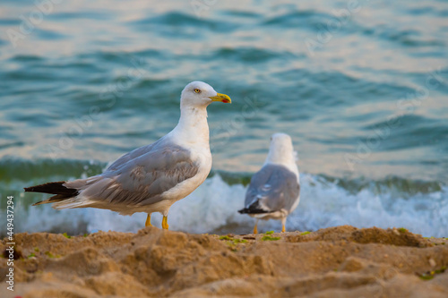 Big seagull walking at sand coast of the sea at the clear summer evening, wild nature birds