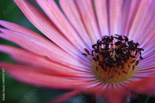 Pink Macro Daisy 