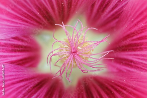 Maco Hibiscus Stem