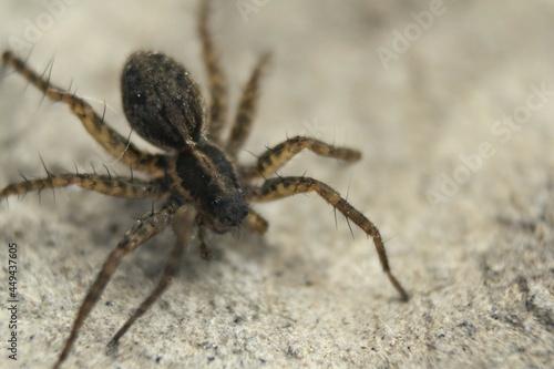 Macro Spider
