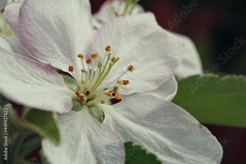 Macro Cherry Blossom Flower