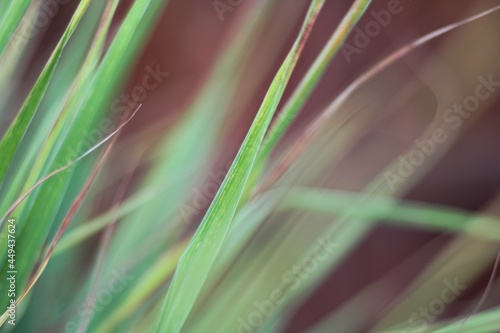 Abstract Nature Plant