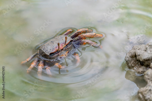 Female Fiddler crab  Uca sp. eating in the mud in mangrove forest. 