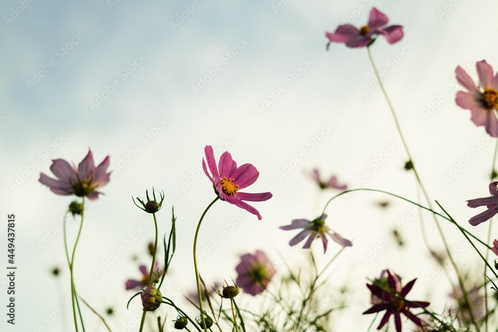 Pink cosmos flowers against the background of a light sky. Early morning in the summer.