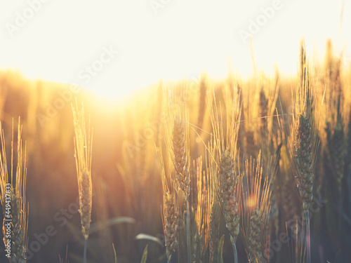 Wheat field at sunset
