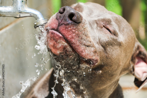 Canvas Print Happy Pit Bull dog drinking tap water in the park after playing