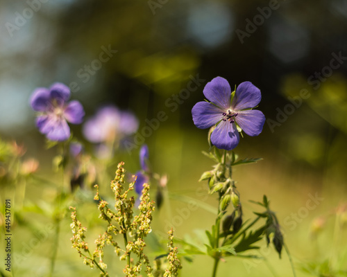 Flower of medadow cranesbill - geranium pratense.