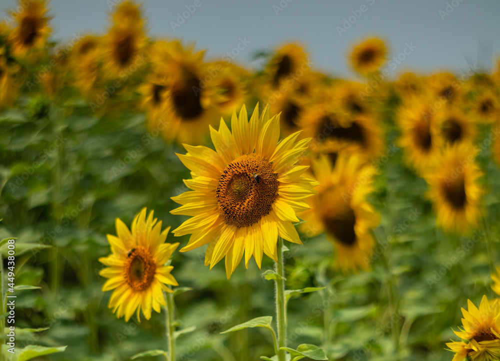 Field with sunflowers. Yellow sunflower close-up on a blurry background. Sunflowers in mid-summer. Ukraine.
