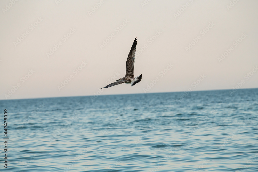 Big seagull walking at sand coast of the sea at the clear summer evening, wild nature birds