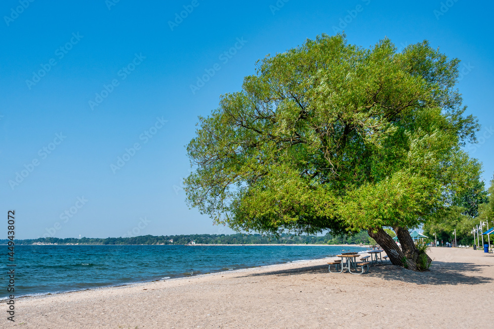 Tree in the Beachfront Park in Pickering, Ontario, Canada