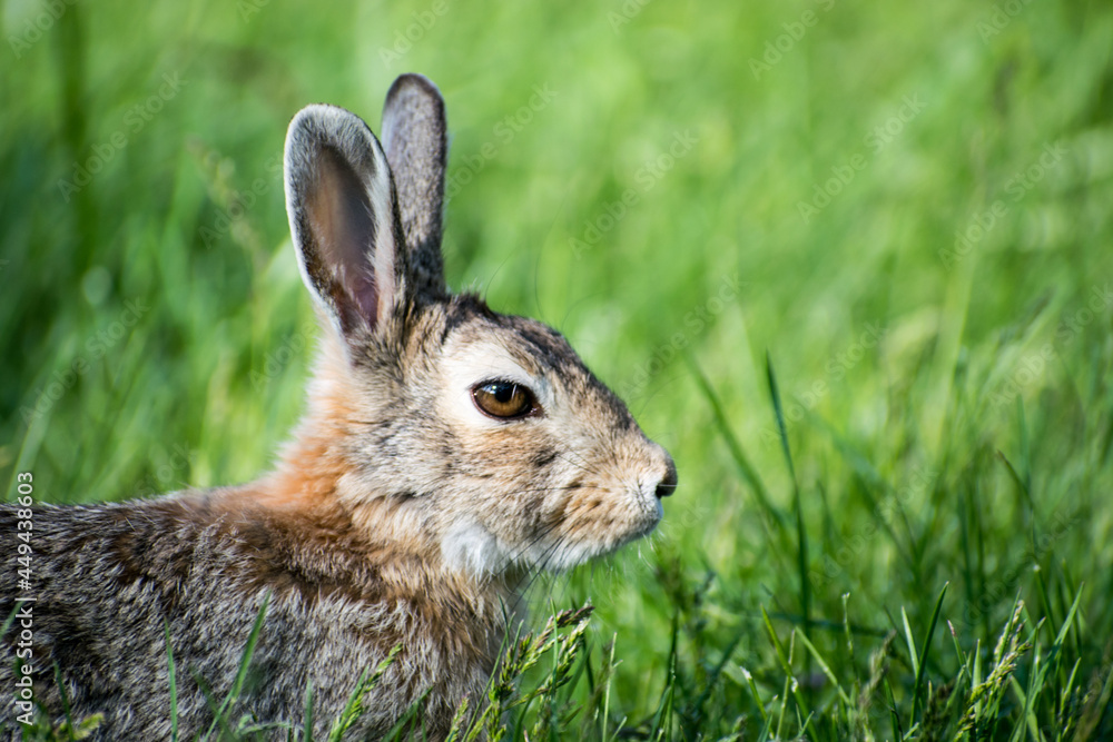 Fototapeta premium Rabbit looking alert