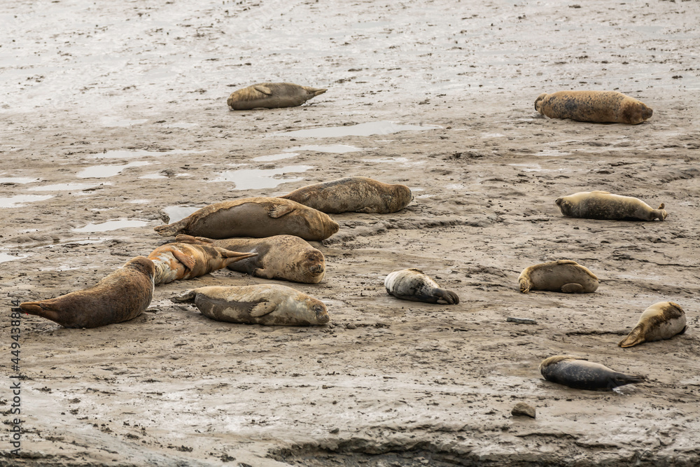 Fototapeta premium Resting adult and immature gray seals, Halichoerus grypus, seen from a seal viewing screen at the Punt van Reide aan de Dollard in the province of Groningen