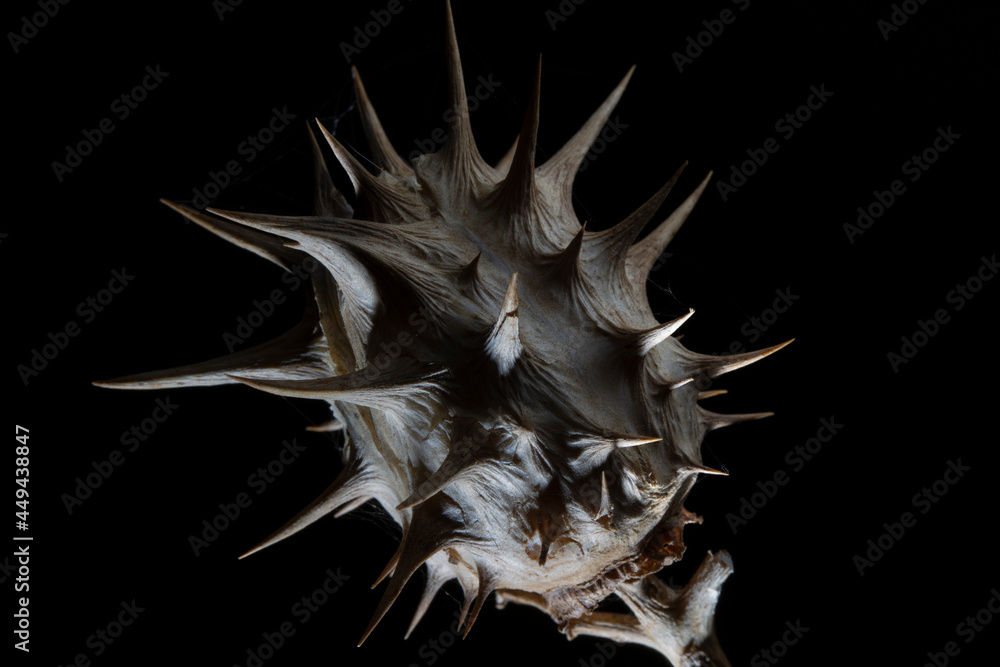 Macro of Datura stramonium seed pod