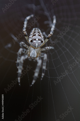A spider in its web (macro)