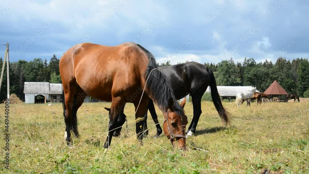 Brown and black horse graze in the pasture in summer and eat grass Brown and black horse graze in the pasture in summer and eat grass