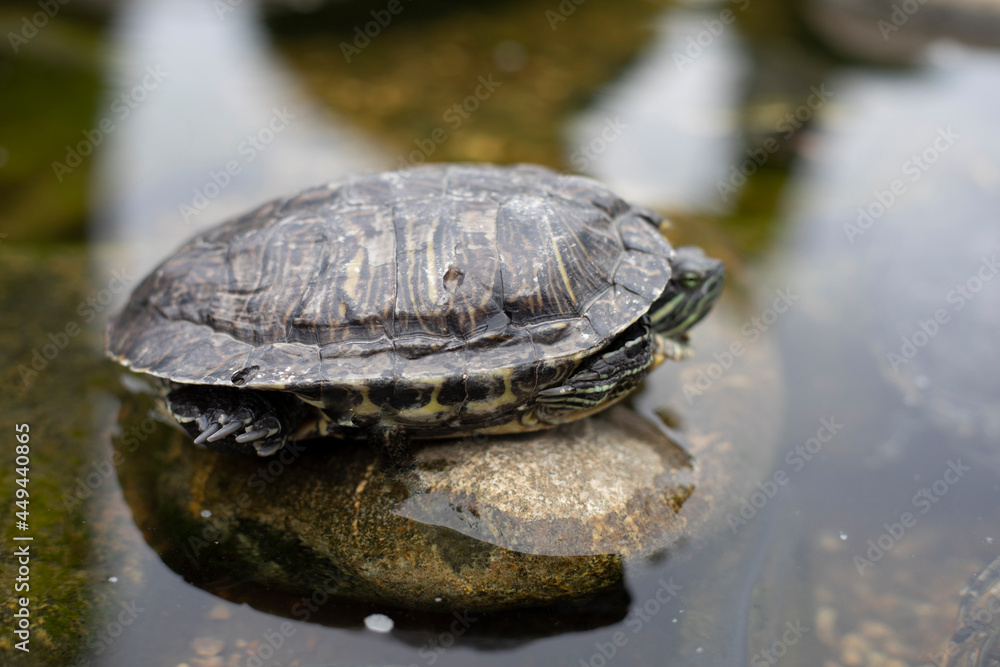 Obraz premium One turtle sits on a square in the park.