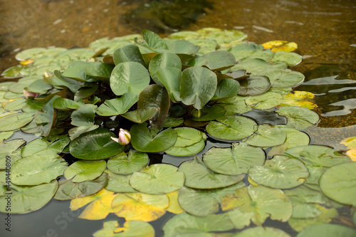 Plants in an artificial pond. Swamp plants on the water.