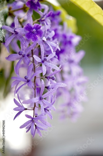 flowers on a green background