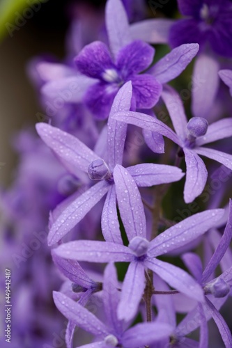 close up of flower
