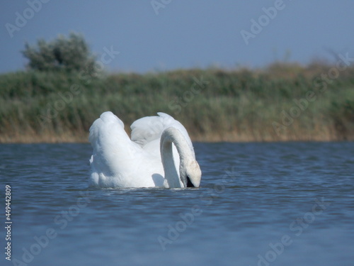 white swan with little swan swim in a blue lake