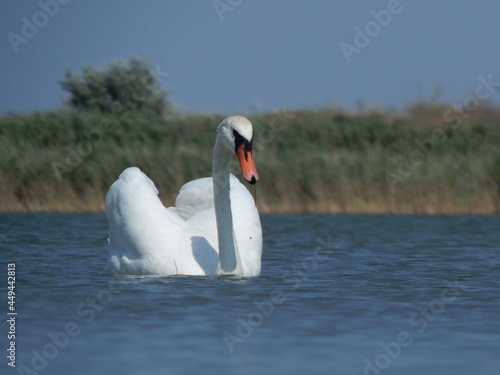 white swan swims in a blue lake