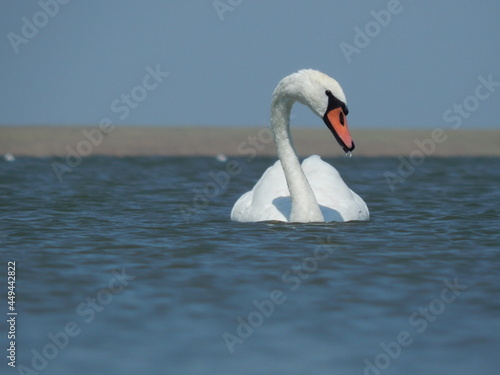 white swan swims in a blue lake