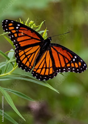 Viceroy Butterfly on Goldenrod, Richard M Nixon County Park, York County, Pennsylvania, USA © Walt