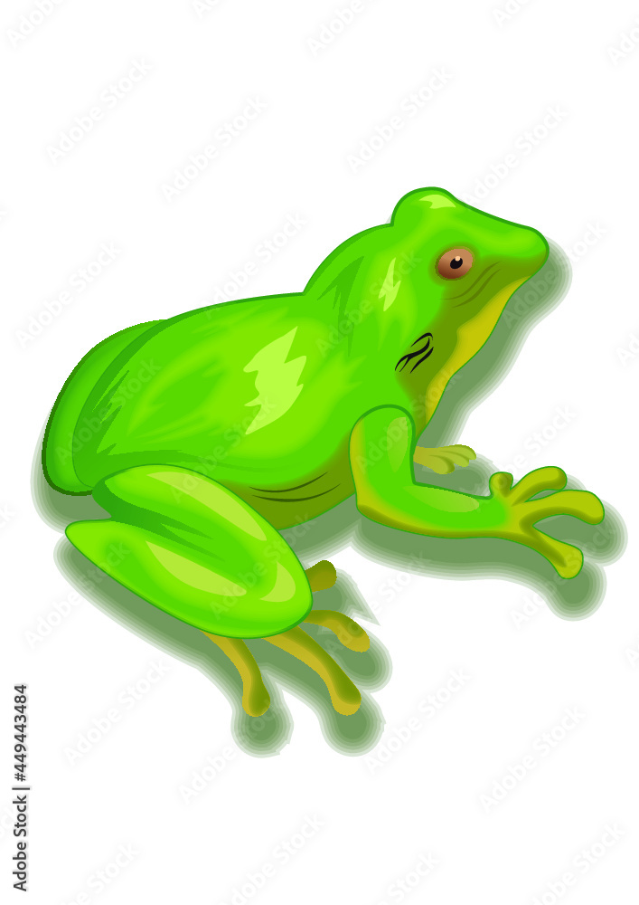 Fototapeta premium tree frog