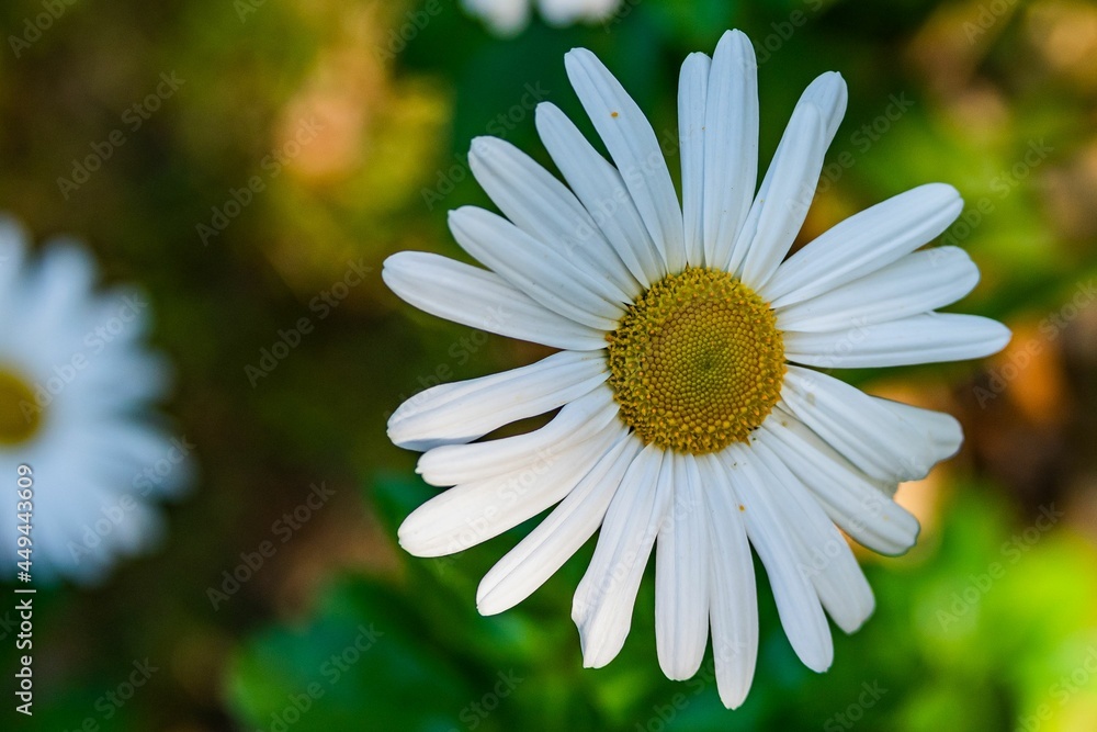 Fototapeta premium Daisies in Bloom, York County, Pennsylvania, USA