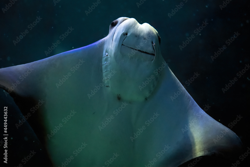 Fototapeta premium Stingray or manta ray animal