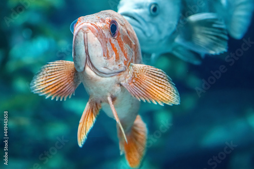 Cannary rockfish or Sebastes pinniger