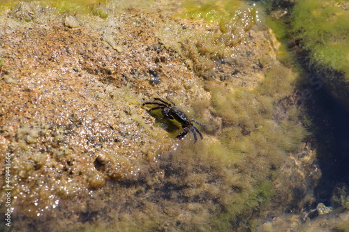 wasp on the ground