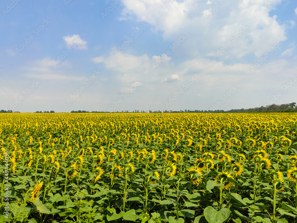field of yellow flowers, sunflowers, field,