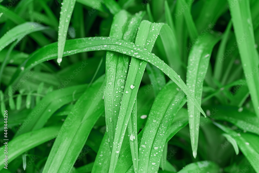 Water drops on the green grass. Close-up nature abstract background Water drops on the green grass. Close-up nature abstract background