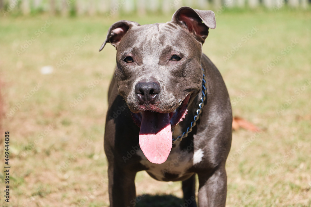 Pit bull dog playing and having fun in the park. Selective focus. Pit bull dog playing and having fun in the park. Selective focus.