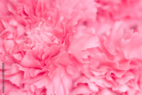Close-up of pink carnation flower. Abstract nature background.