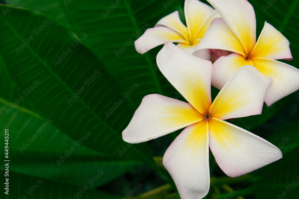 frangipani plumeria flower frangipani plumeria flower