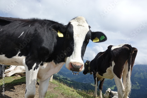 Kühe auf der Hohen Kugel