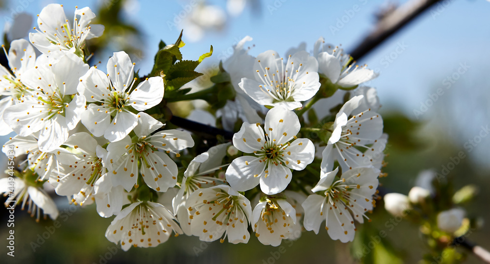 Fototapeta premium Cherry blossoms in white against the blue sky.